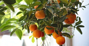 Clementine: gli agrumi che piacciono a tutti. Ecco come far crescere una pianta direttamente in casa.