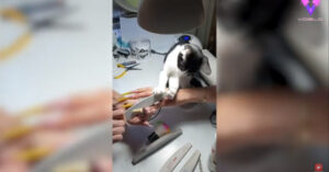 Ecco Mau, il gatto manicurista [VIDEO]