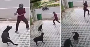 Come Karate Kid! L’uomo si difende dall’attacco di due cani con dei movimenti inusuali [VIDEO]