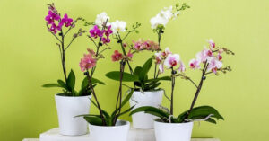 4 metodi super efficaci per curare una pianta di orchidee in casa