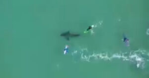 Surfando si sono presi un colpo a vedere un gigantesco squalo bianco proprio sotto di loro [VIDEO]
