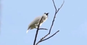 L’uccello con il cinguettio più forte del mondo (VIDEO)
