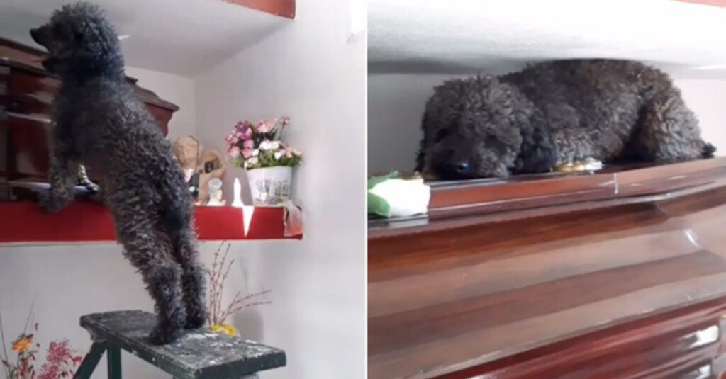 Il cagnolino continua a visitare la tomba del suo proprietario scomparso 4 anni fa [VIDEO]