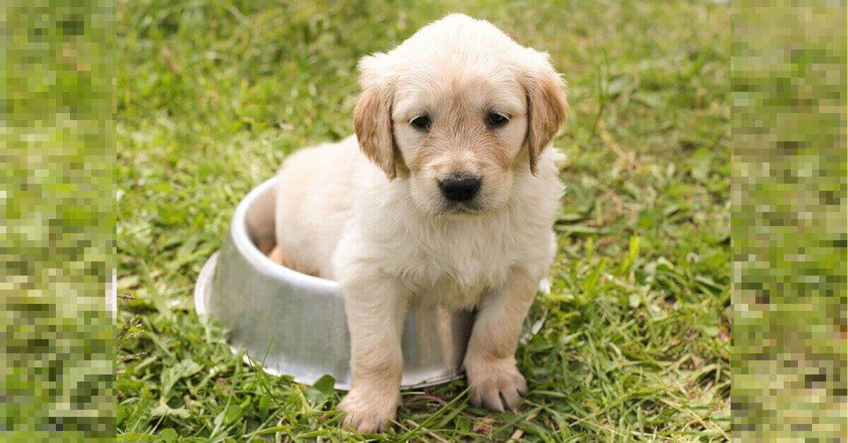 I Cani Possono Mangiare Il Purè