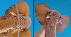 Elefante “prende a calci” un telefono cellulare [VIDEO]