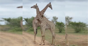 Le posture comiche di due giraffe prima di iniziare un combattimento [VIDEO]