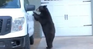 Riprendono in un video un orso che apre un camion, ci sale e chiude la porta alle sue spalle