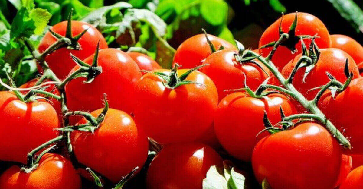 I 9 vantaggi del consumo di pomodoro I 9 vantaggi del consumo di pomodoro