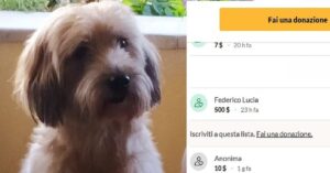 Una fan di Fedez chiede aiuto sul web per il suo cane, il cantante fa una donazione   e su Twitter il gesto non passa inosservato.