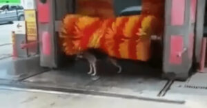 Esilarante! Il cucciolo fa il bagno in un autolavaggio [VIDEO]