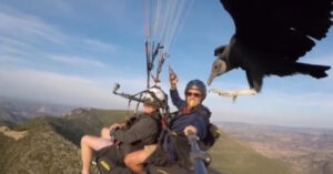 In parapendio con un avvoltoio. Il video è a dir poco spettacolare!