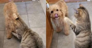 Il divertente video in cui un cucciolo cerca rinforzi nella sua ‘lotta’ con un gatto