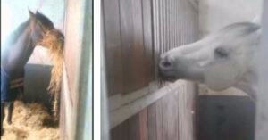 Un cavallo estremamente “generoso”, ecco cosa fa per il suo amico [VIDEO]