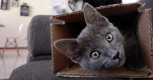 Perché il tuo gatto preferisce una scatola di cartone alla sua comoda cuccia?