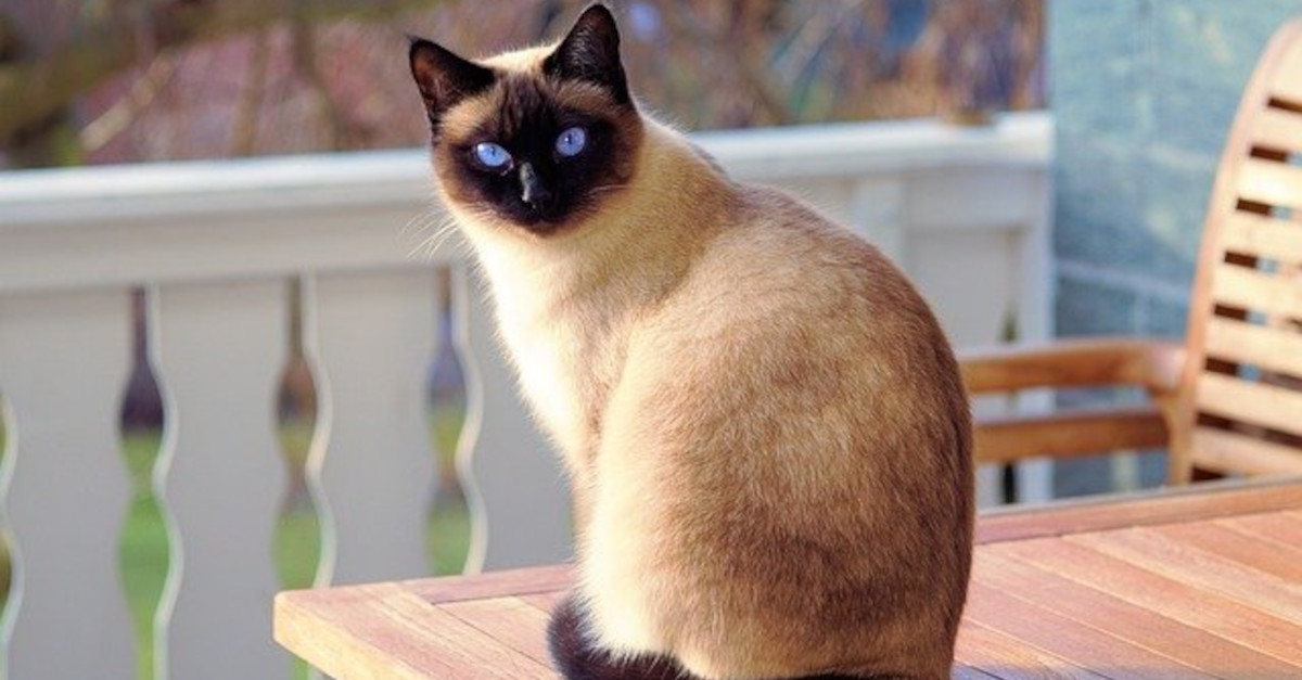 10 alimenti che i gatti NON possono mangiare 10 alimenti che i gatti NON possono mangiare