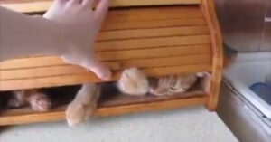 Un gatto diventa virale quando il suo proprietario cerca di cacciarlo dal cestino del pane senza successo [VIDEO]