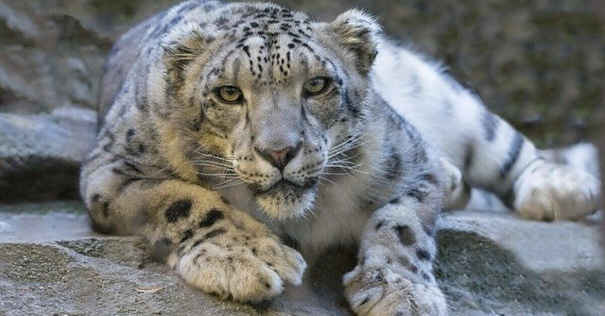 TEST Impossibile: Riesci a trovare il leopardo? La sfida visiva che fa impazzire Twitter TEST Impossibile: Riesci a trovare il leopardo? La sfida visiva che fa impazzire Twitter