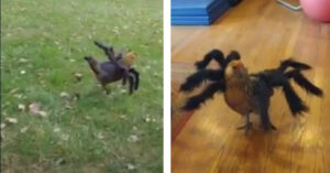 Un pollo semina il panico nel recinto col suo costume da ragno [VIDEO]