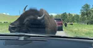 Una donna incontra un branco di bisonti e uno di loro fa questo al suo veicolo [VIDEO]