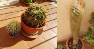 Cactus, ecco il metodo semplice che ci aiuterà a farli riprodurre in modo veloce.