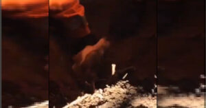 Lo straziante salvataggio di un cane intrappolato nella tana di un coniglio [VIDEO]