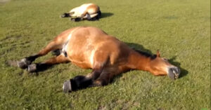 Un video diventa virale quando il padrone scopre che i suoi cavalli mentono e decide di riprenderli