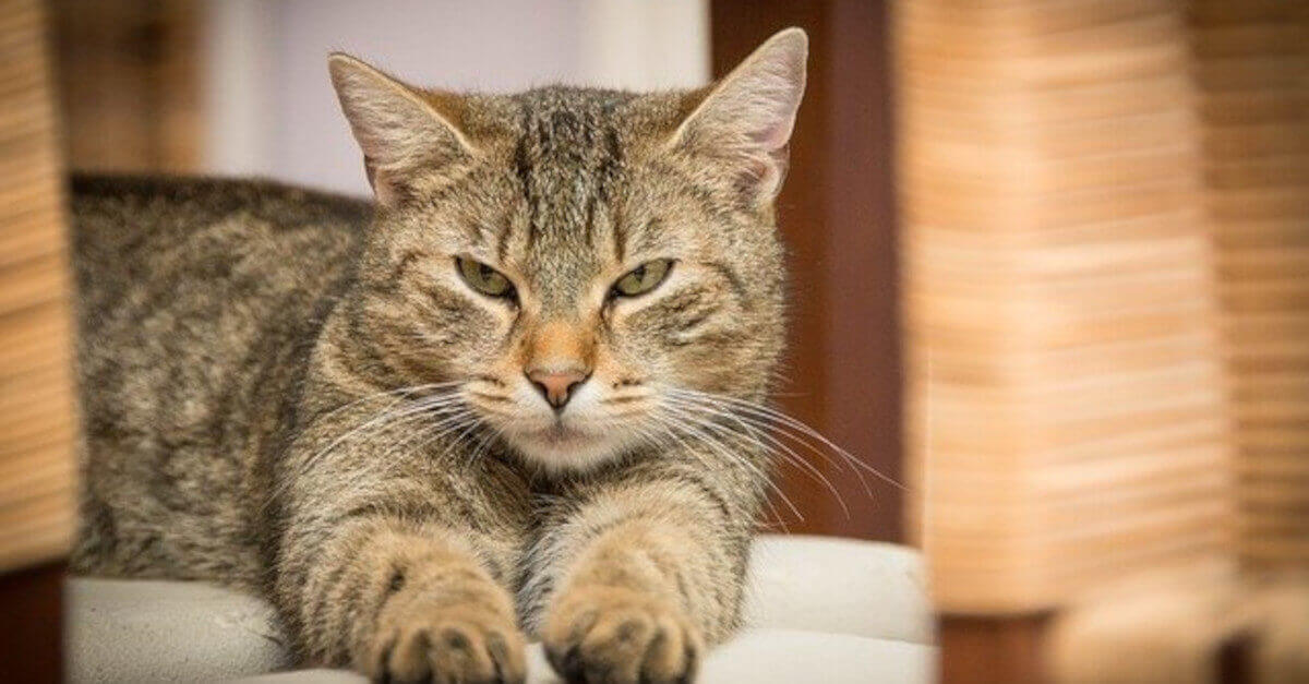 Di Cosa Sono Fatti I Baffi Dei Gatti
