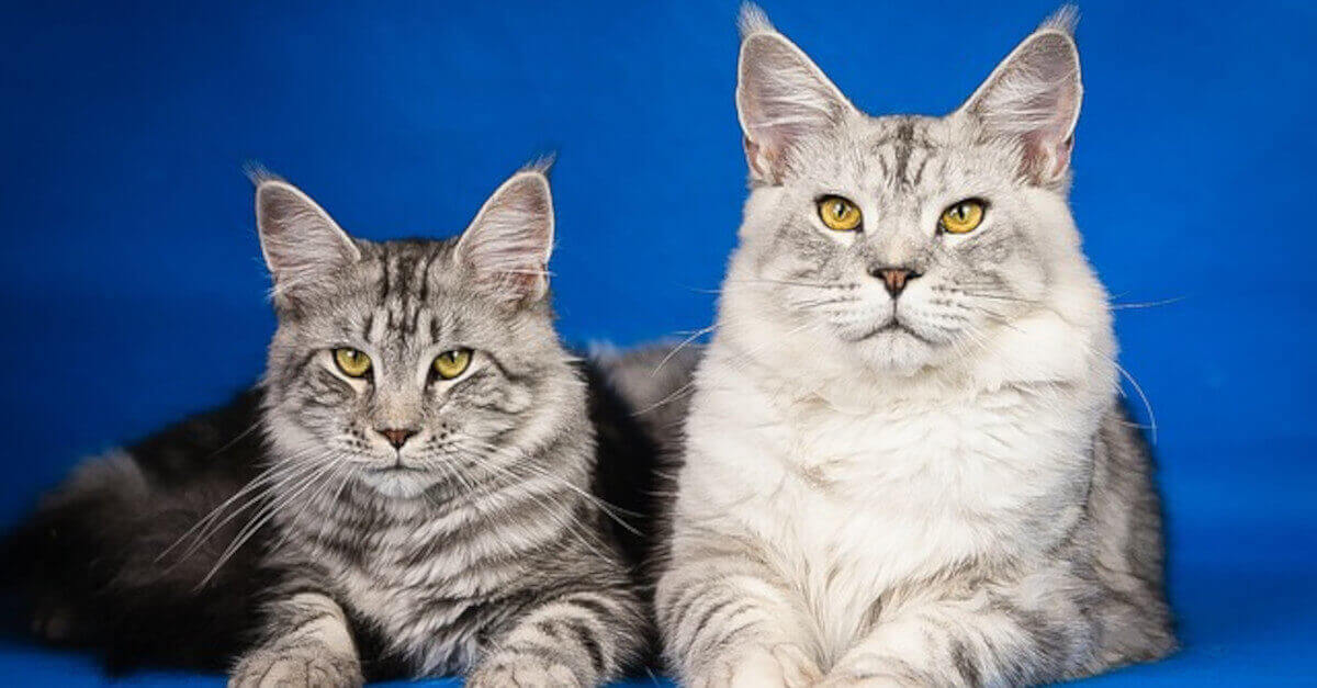 Le 6 razze di gatto più costose al mondo. Ecco quali sono Le 6 razze di gatto più costose al mondo. Ecco quali sono