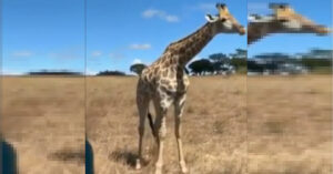 La giraffa diventata virale per il suo buffo modo di pascolare in mezzo alla savana: “Non riesco a smettere di guardarla” [VIDEO]