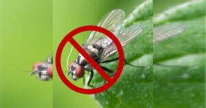 5 suggerimenti utili per eliminare in modo definitivo le mosche all’interno della nostra casa.