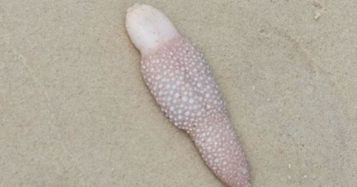 Una strana creatura a forma di lingua appare su una spiaggia Una strana creatura a forma di lingua appare su una spiaggia