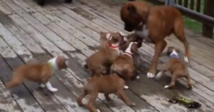 L’esilarante momento in cui dei cuccioli affamati scambiano il padre per la madre [VIDEO]
