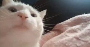 Un gatto scuote la testa al ritmo della musica e ipnotizza chiunque lo guardi [VIDEO]