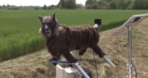 Installano alcuni terrificanti lupi robotici per tenere gli orsi fuori dalla città [VIDEO]