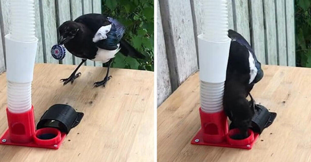Scienziato insegna agli uccelli a raccogliere la spazzatura nel suo quartiere in cambio di cibo [VIDEO]