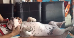 L’adorabile comportamento del cagnolino quando il suo padrone lo massaggia [VIDEO]