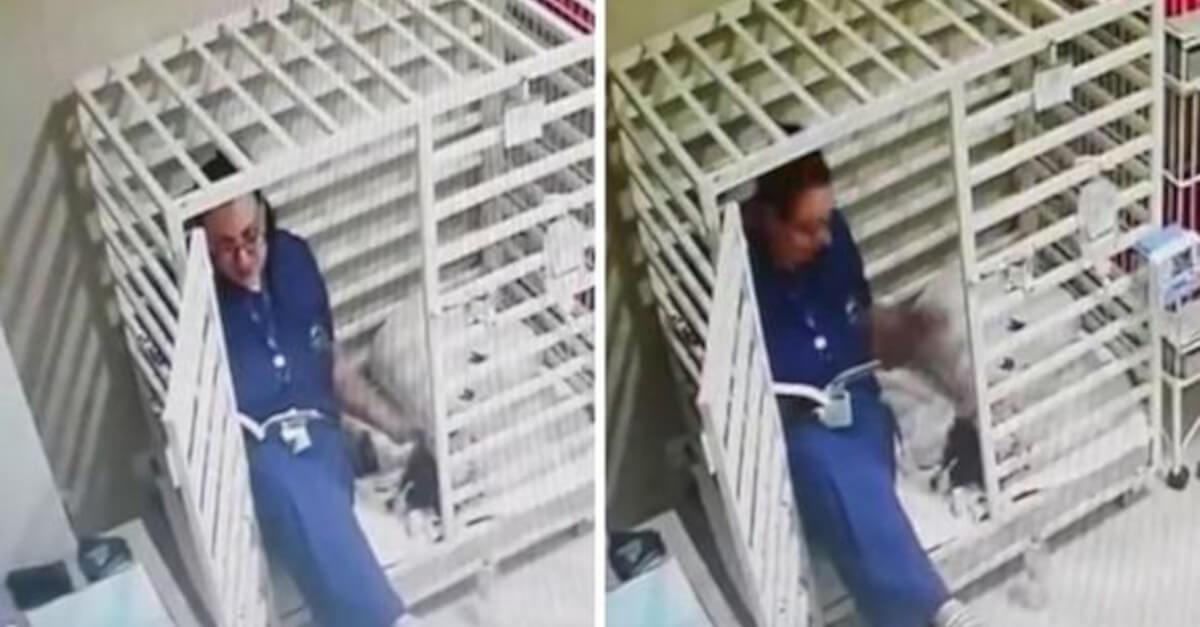 Il veterinario legge favole ai cani in recupero e conquista i cuori di tutti Il veterinario legge favole ai cani in recupero e conquista i cuori di tutti