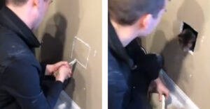 L’impressionante salvataggio di un gattino intrappolato nel muro [VIDEO]