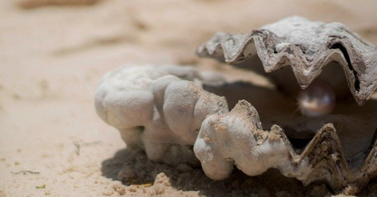 Sapete perché alcune ostriche hanno perle e altre no? Tutte le curiosità Sapete perché alcune ostriche hanno perle e altre no? Tutte le curiosità