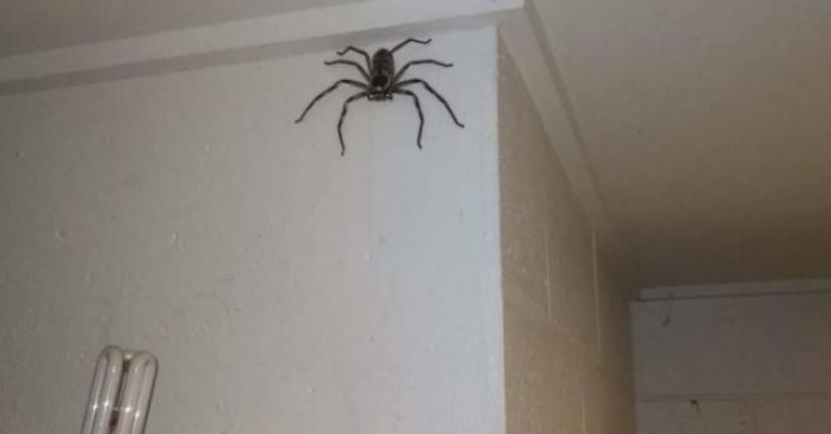 Un uomo vive per un anno con un ragno gigante che ha osservato crescere nella sua casa. Ecco la sua storia! Un uomo vive per un anno con un ragno gigante che ha osservato crescere nella sua casa. Ecco la sua storia!