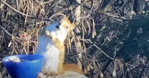 Uno scoiattolo si ubriaca accidentalmente mangiando pere fermentate [VIDEO]