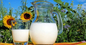 Quale è meglio: latte di capra, mucca o pecora?
