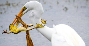 27 Fotografie di Instagram che sono arrivate al National Geographic