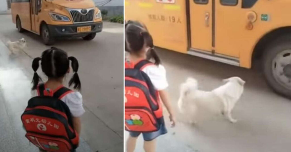 Cane accompagna ogni mattina la padroncina a prendere il Bus per la scuola