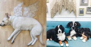14 creativi padroni di cani trasformano i peli dei loro amici a quattro zampe in opere d’arte