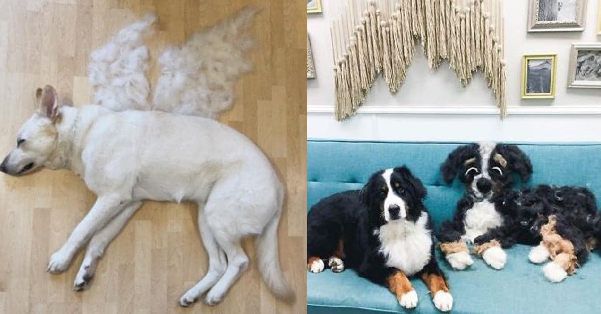 14 creativi padroni di cani trasformano i peli dei loro amici a quattro zampe in opere d’arte 14 creativi padroni di cani trasformano i peli dei loro amici a quattro zampe in opere d’arte