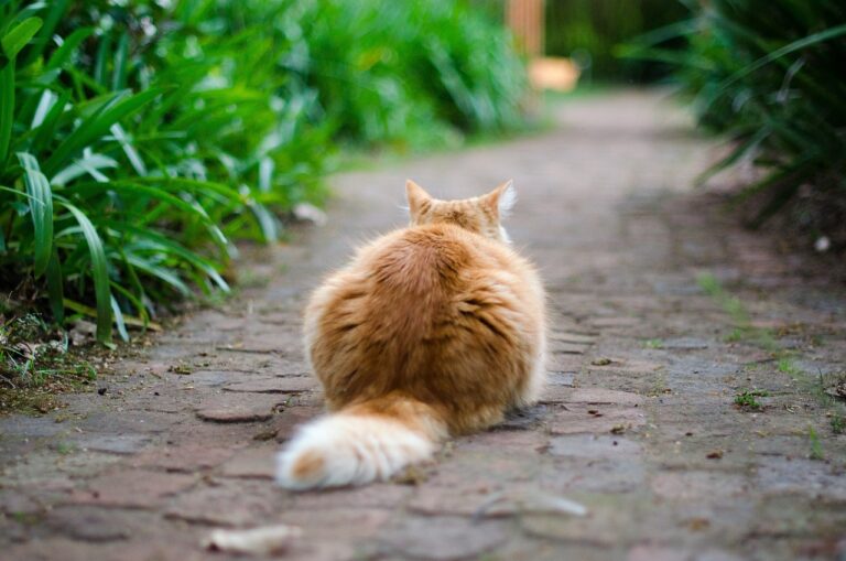 A Cosa Serve La Coda Del Gatto