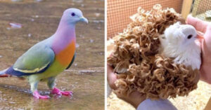24 delle specie di piccioni più belle e uniche del mondo