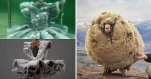 16 Fotografie affascinanti di cose poco comuni