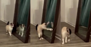 Gatto si spaventa vedendo il suo riflesso e cerca di combatterlo [VIDEO]